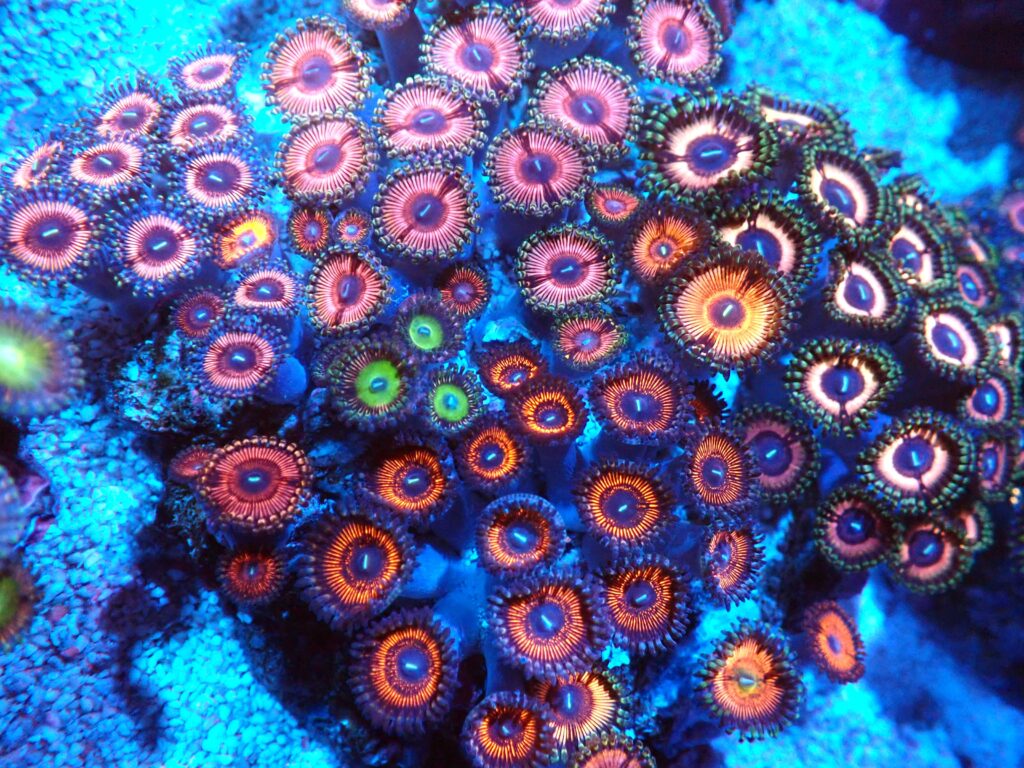 Zoa Garden