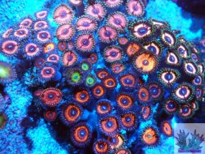 Zoa Garden