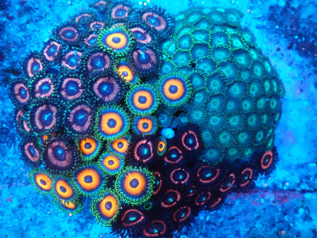 Zoa Garden