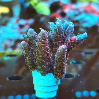 Acropora Anthocercis- AK Red Planet