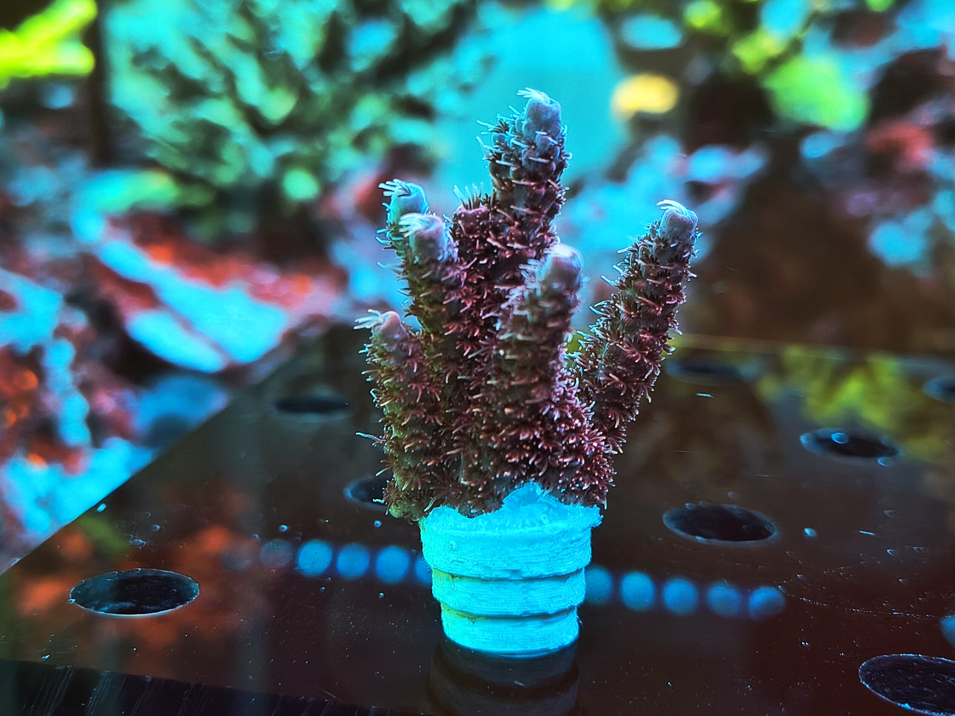 Acropora Anthocercis- AK Red Planet