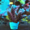 Acropora Anthocercis- AK Red Planet