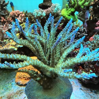 Acropora Nana- AK Neptune’s Crown