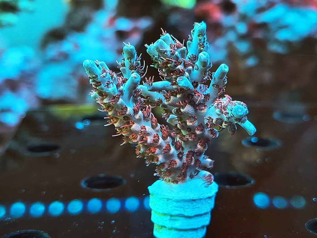 Acropora Hyacinthus Frags