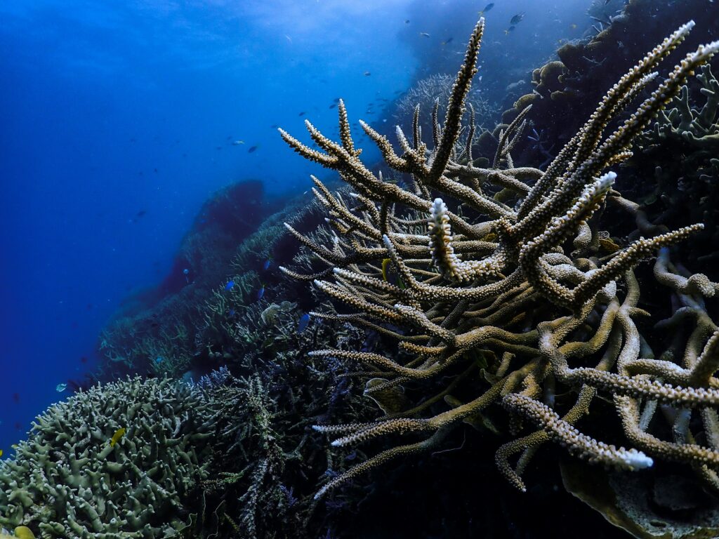 Acropora Staghorn