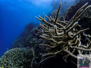 Acropora Staghorn