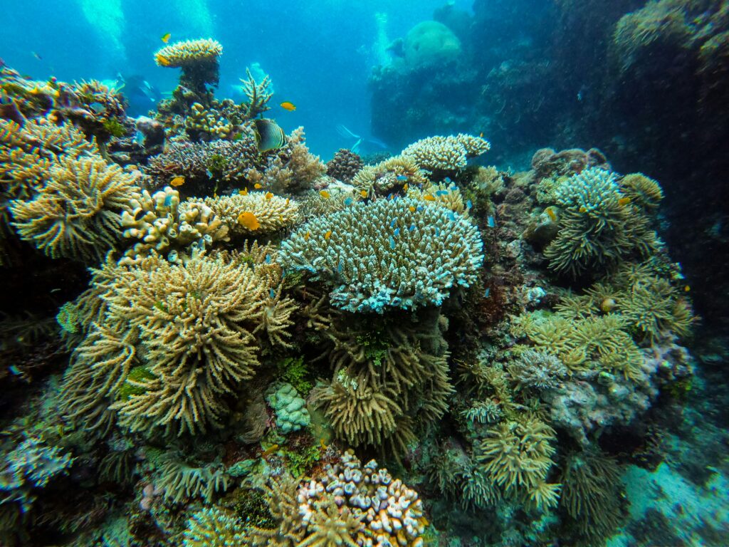 acropora staghorn reef