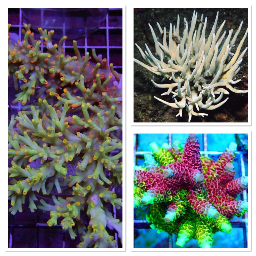 acropora for sale