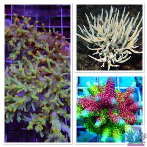 acropora for sale