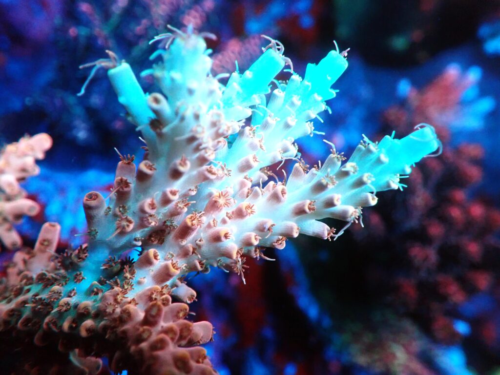 Alkalinity at 6.5–7 dKH mimics natural seawater, enhancing Acropora color and resilience. Learn the benefits!