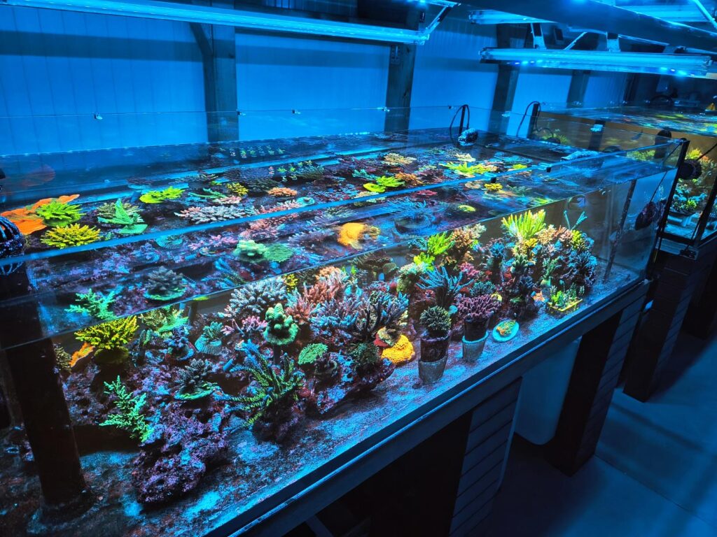 coral propagation systems