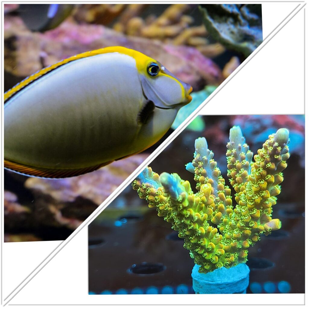 Frags and Fish