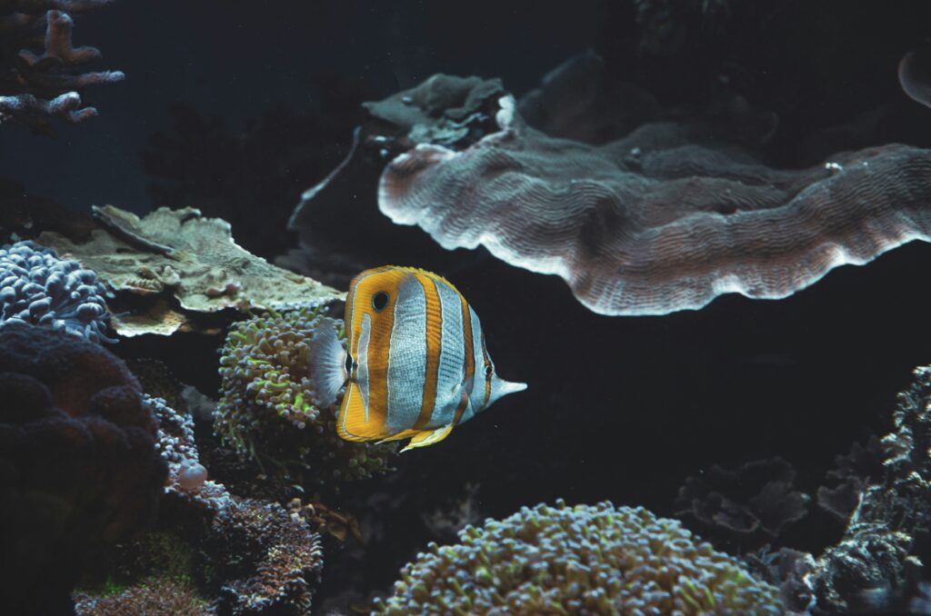 copperband butterfly