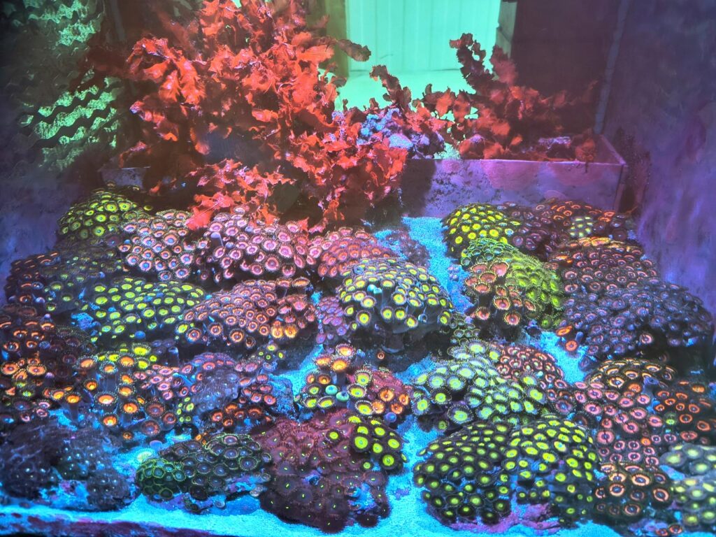 zoa gardens in display sump