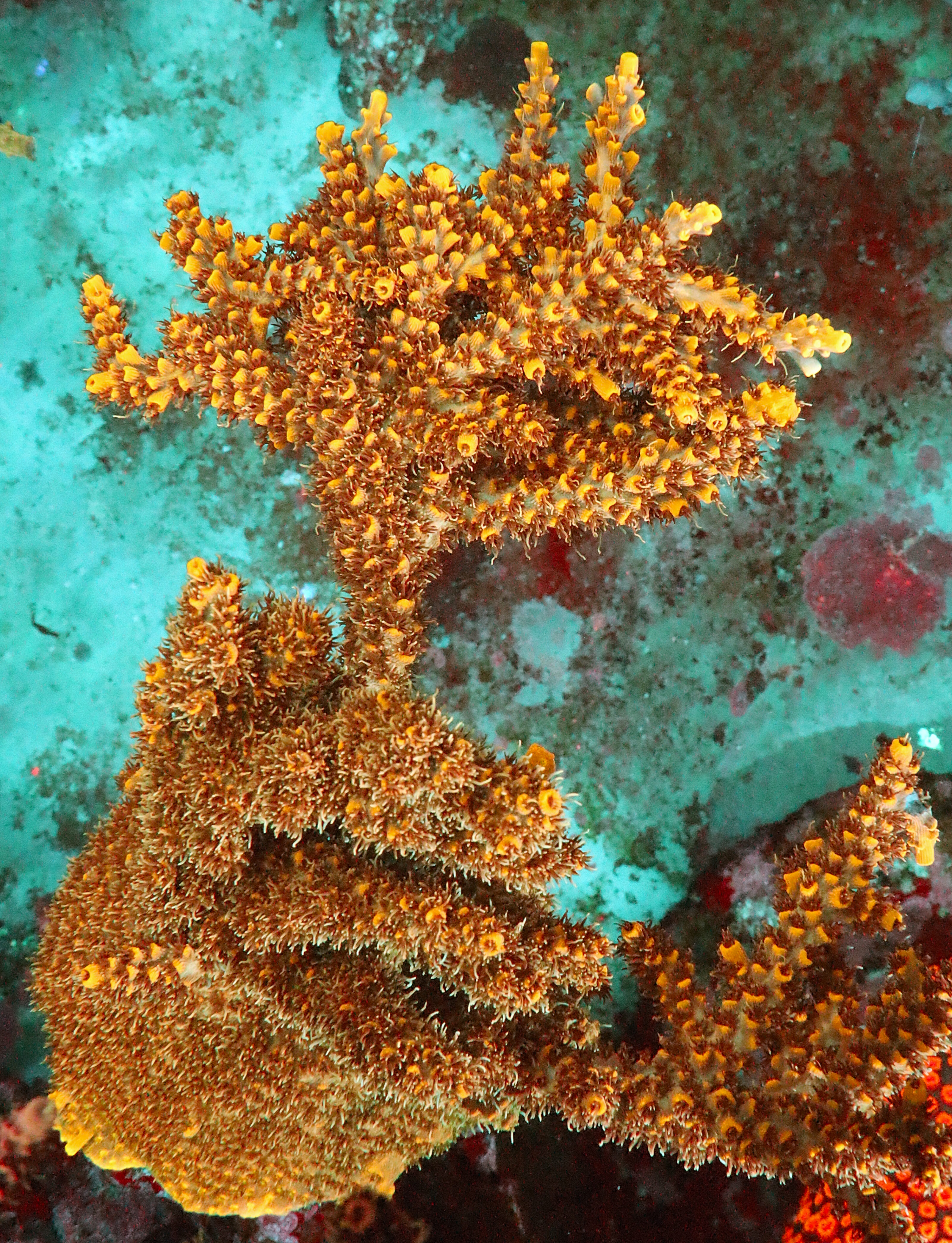 Acropora Divaricata- AK Bumblebee