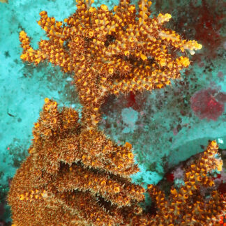 Acropora Divaricata- AK Bumblebee