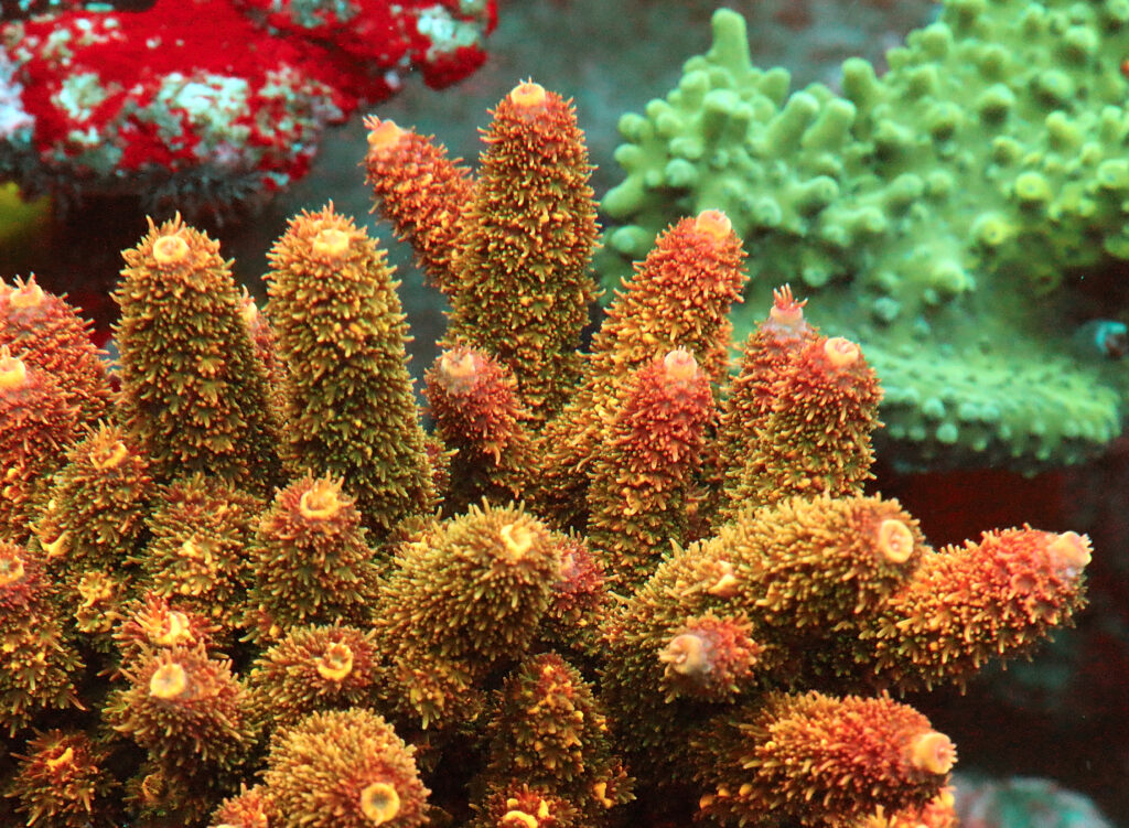 DOC in reef aquariums
