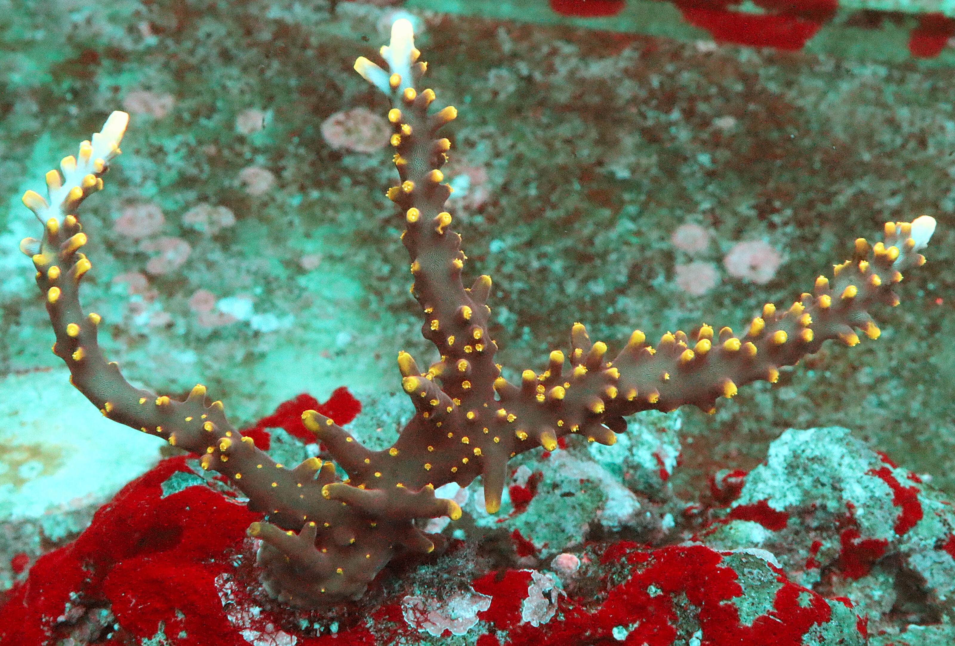 Acropora Subglabra- AK Yellow Polyps Red Dragon- Aquacultured Colony