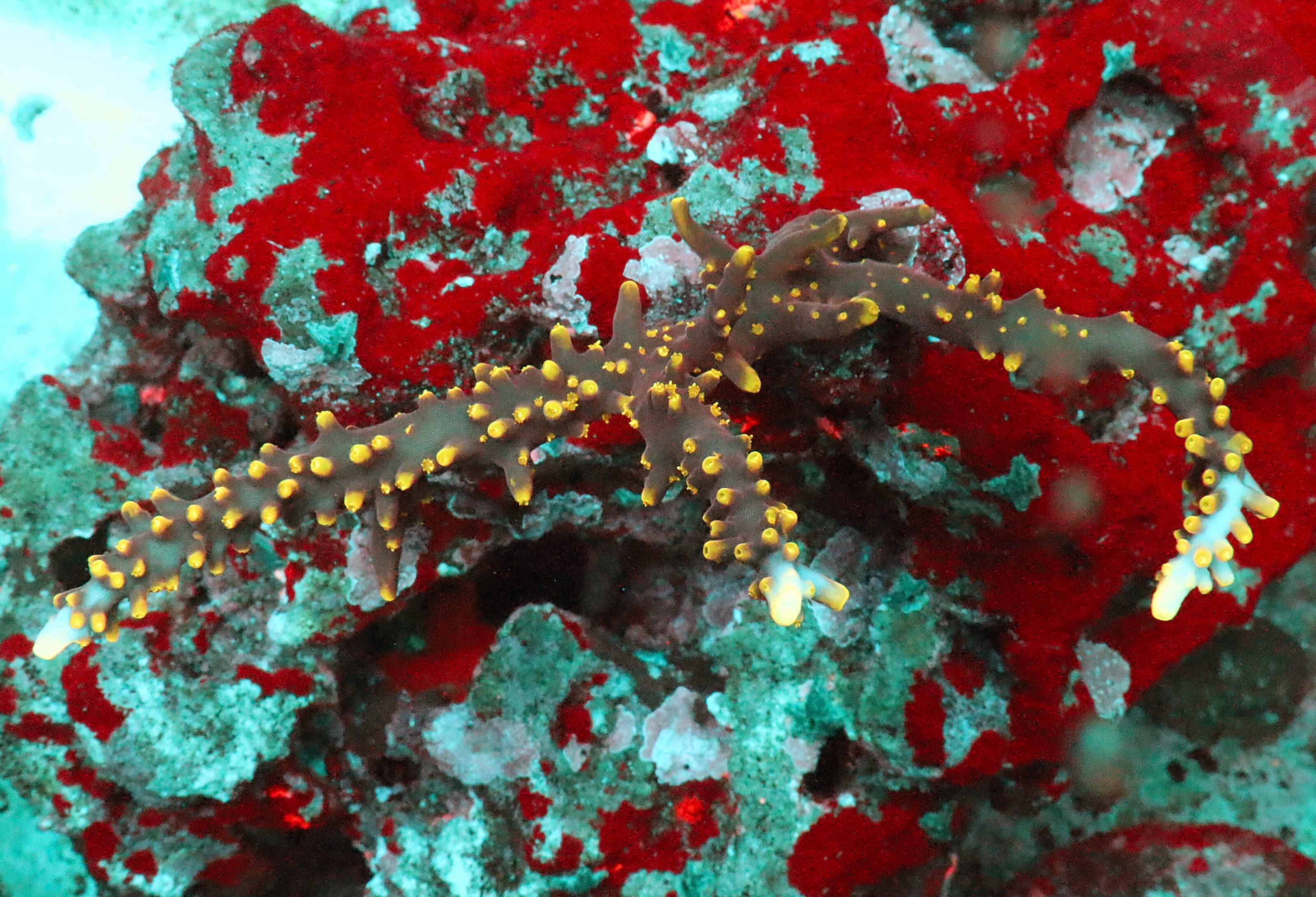 Acropora Subglabra- AK Yellow Polyps Red Dragon- Aquacultured Colony