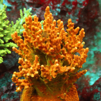 ACROPORA COLLECTION- CUT TO ORDER