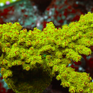 Acropora Florida sports a toxic green base with striking red tips. A coral that thrives under strong flow, high light, and stable reef tank parameters.