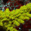 Acropora Florida sports a toxic green base with striking red tips. A coral that thrives under strong flow, high light, and stable reef tank parameters.