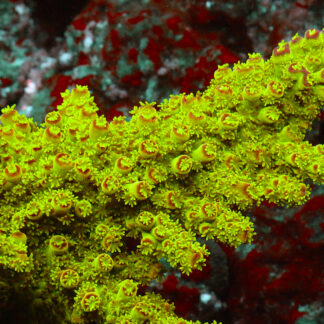 Acropora Florida sports a toxic green base with striking red tips. A coral that thrives under strong flow, high light, and stable reef tank parameters.