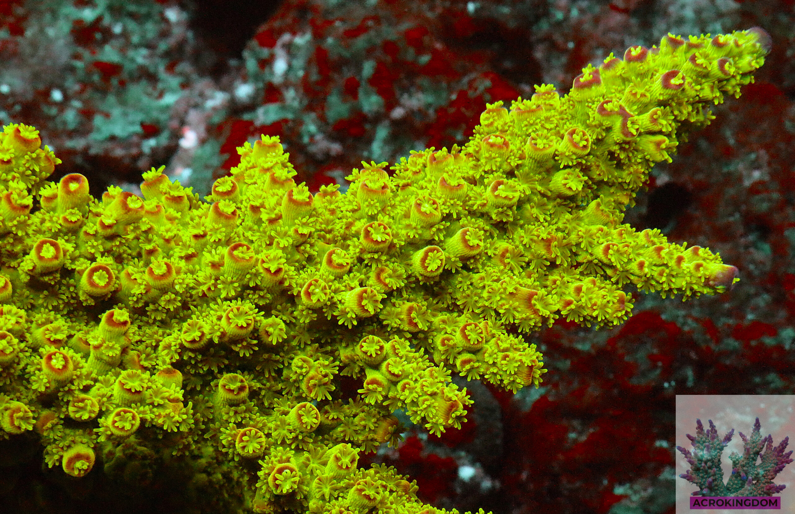 Acropora Florida sports a toxic green base with striking red tips. A coral that thrives under strong flow, high light, and stable reef tank parameters.
