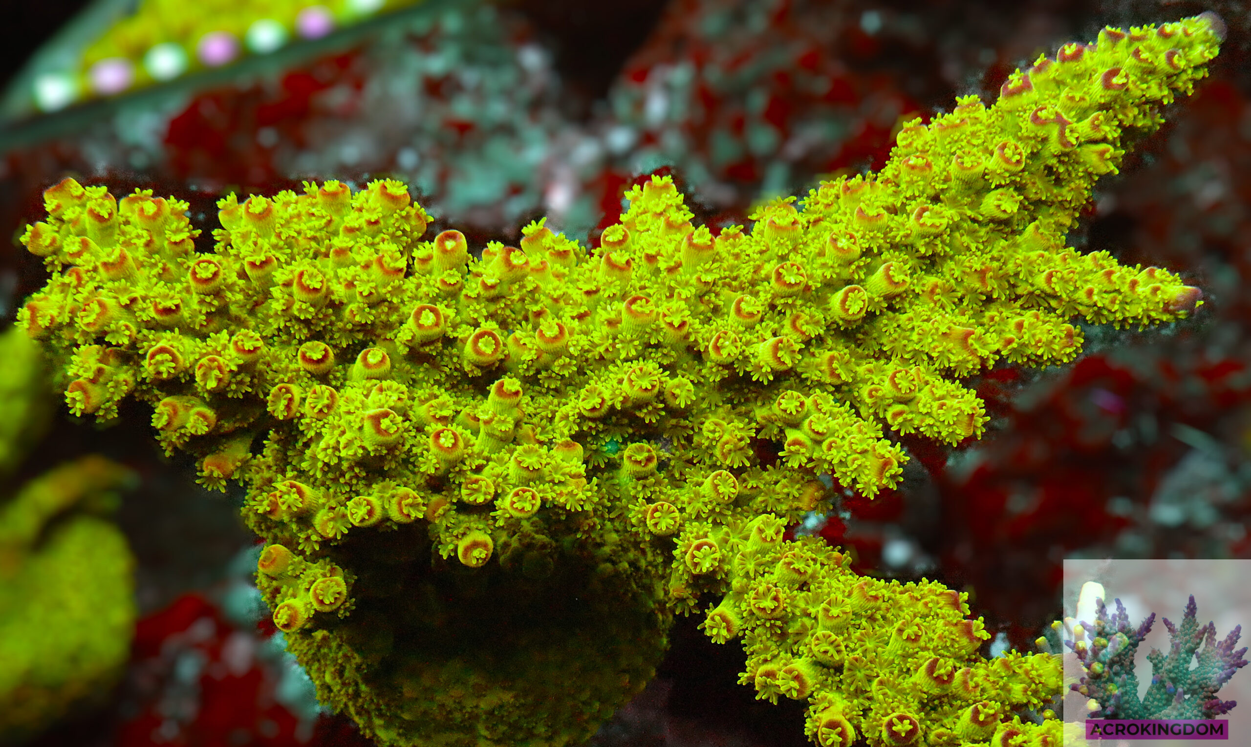 Acropora Florida sports a toxic green base with striking red tips. A coral that thrives under strong flow, high light, and stable reef tank parameters.