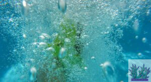 DOC in reef aquariums