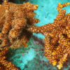 Acropora Divaricata- AK Bumblebee