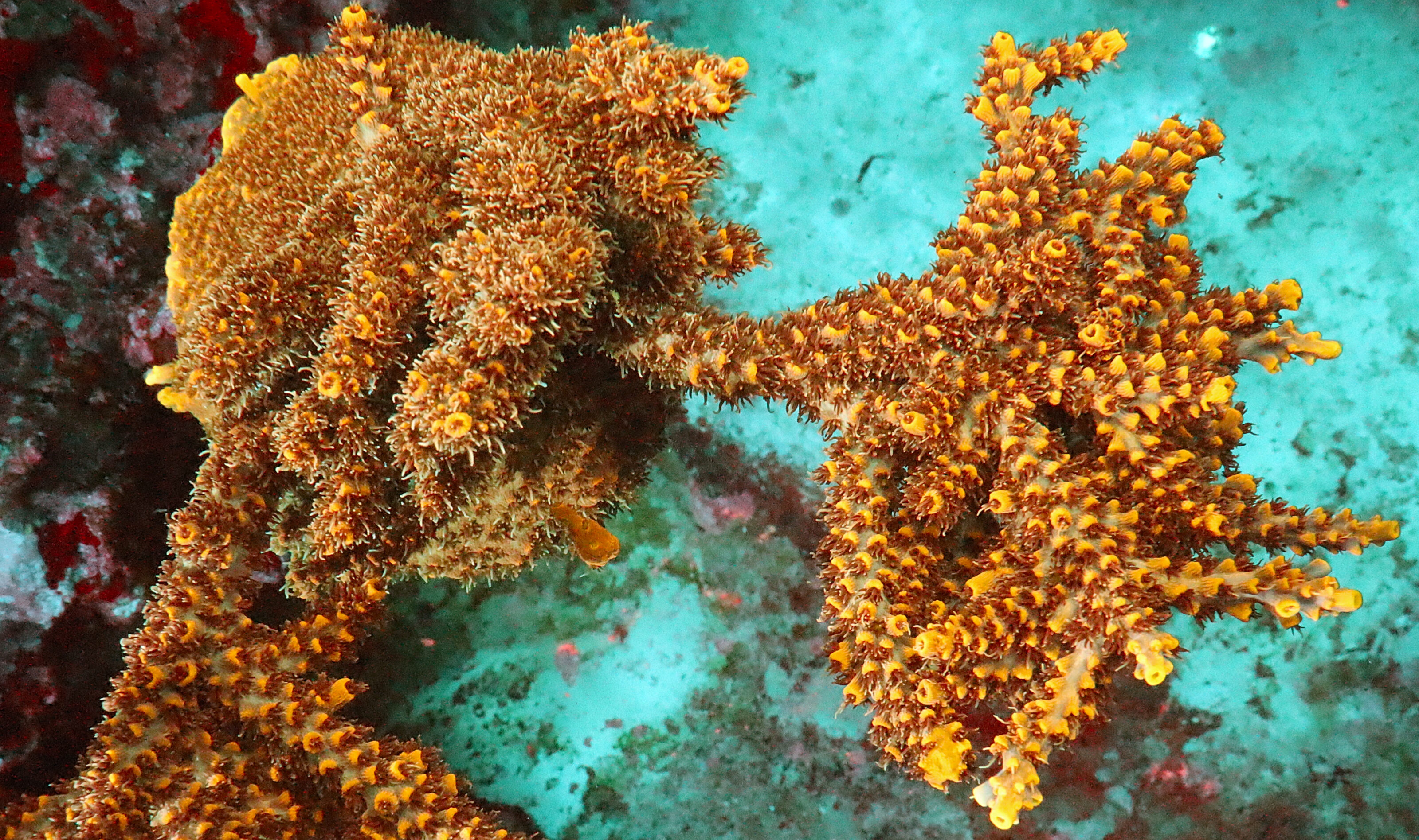 Acropora Divaricata- AK Bumblebee