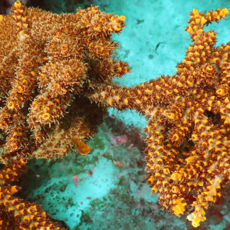 Acropora Divaricata- AK Bumblebee