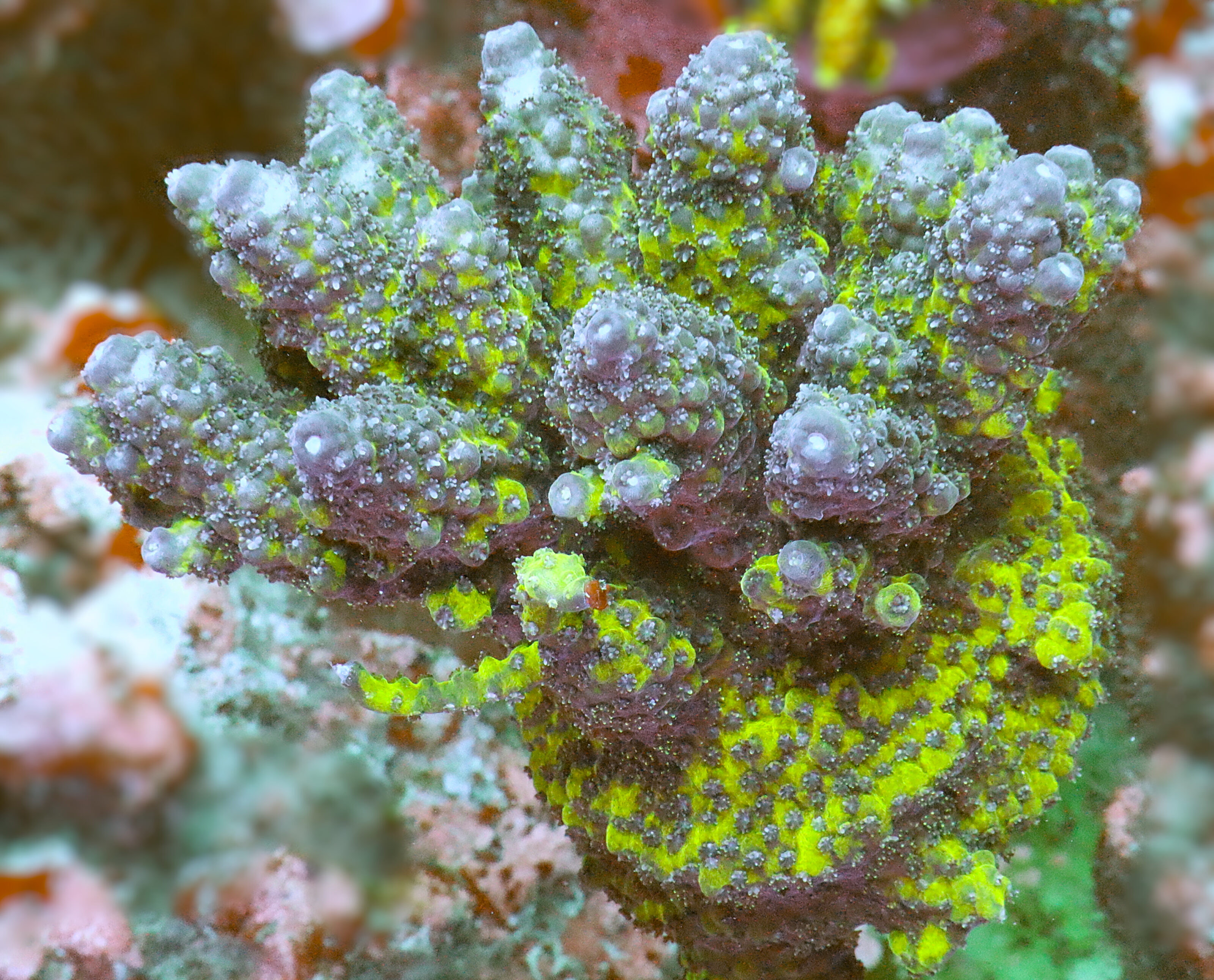 "The Acropora Humilis- AK Aurora Spire features a vibrant green skeleton with striking blue tips that fade to royal purple"