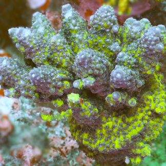 "The Acropora Humilis- AK Aurora Spire features a vibrant green skeleton with striking blue tips that fade to royal purple"