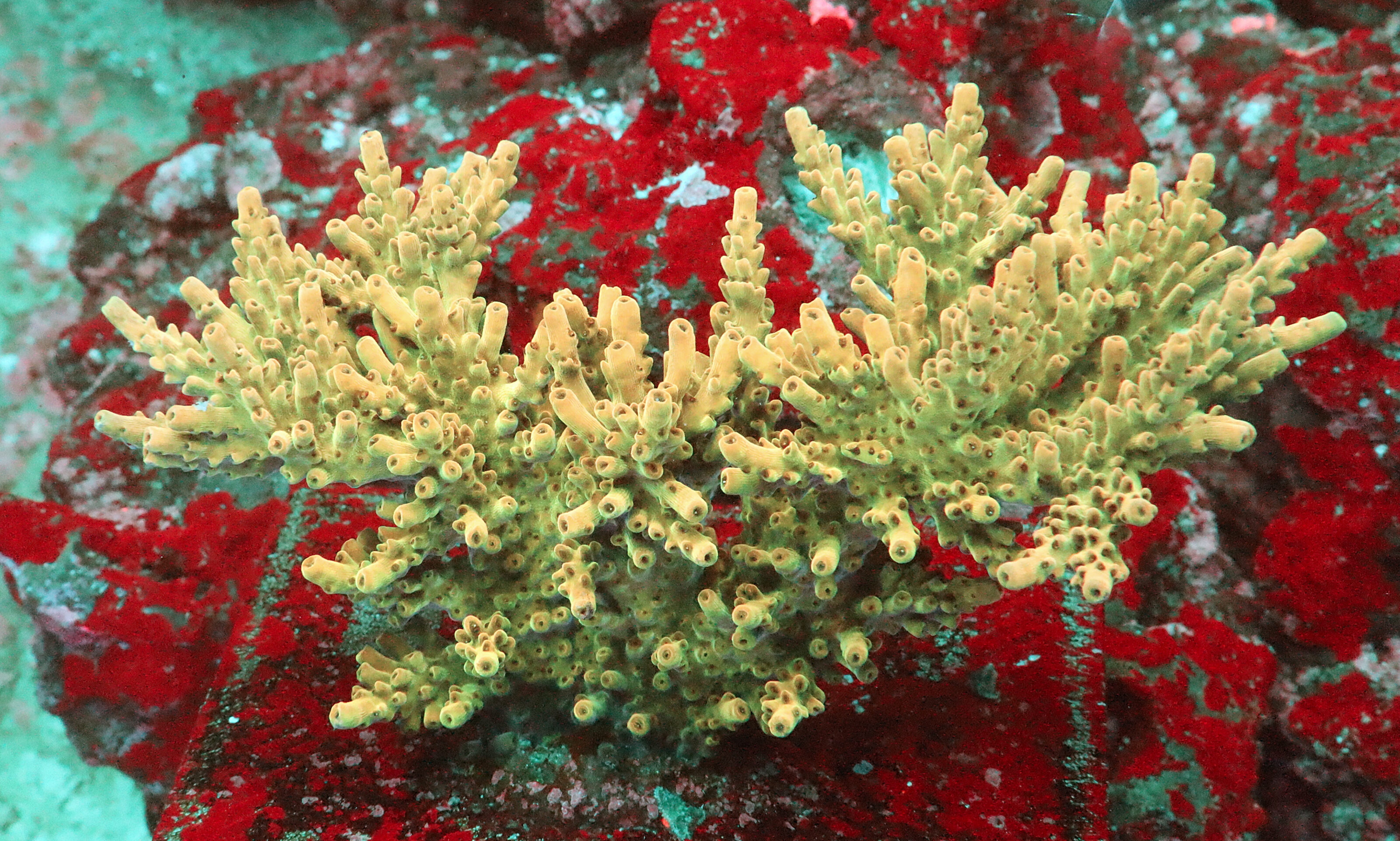 "Acropora Nasuta- AK Peach Devil. It features a green base, peach-coloured branches, light green tips, and orange polyps."