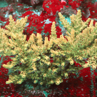 "Acropora Nasuta- AK Peach Devil. It features a green base, peach-coloured branches, light green tips, and orange polyps."