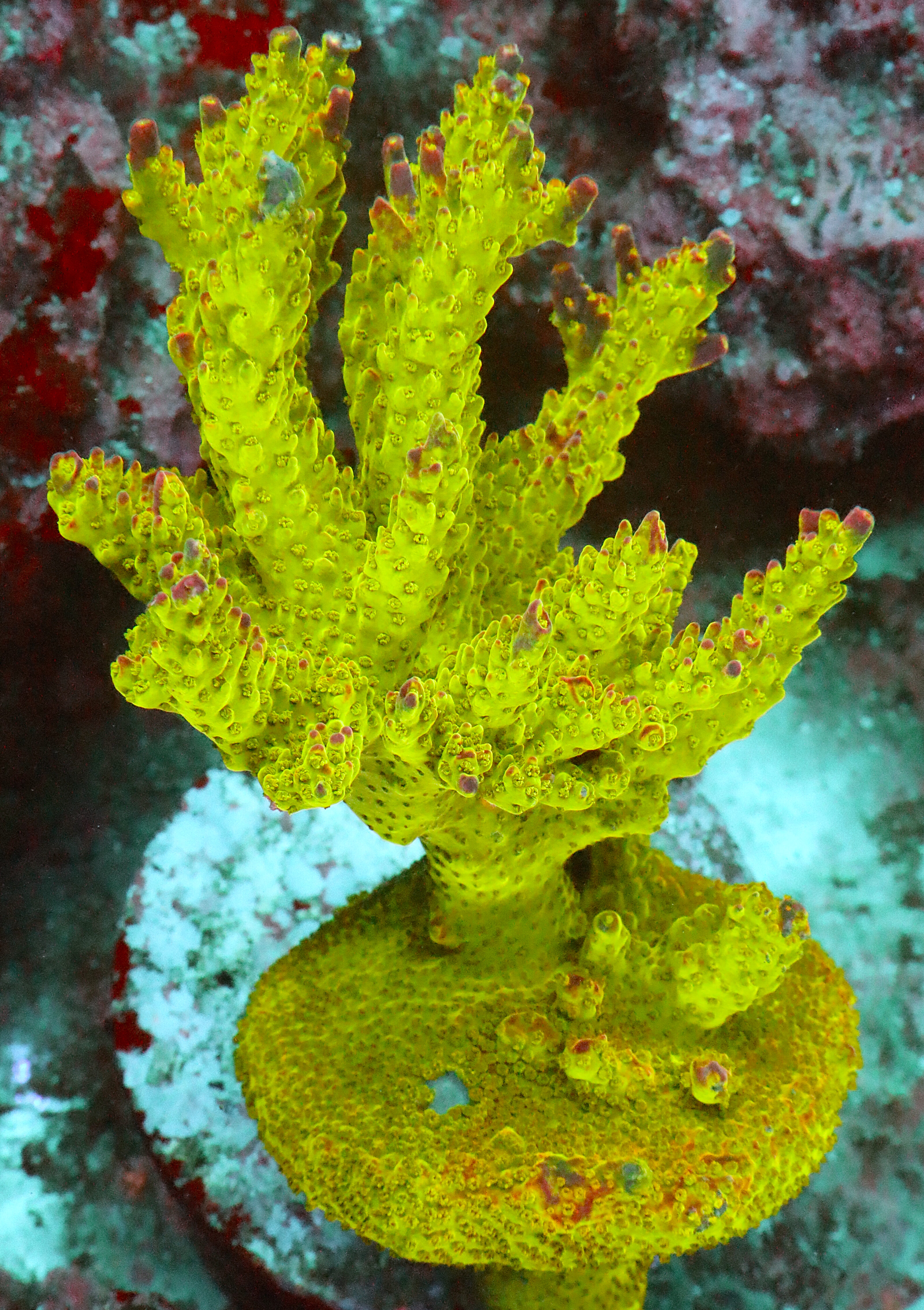Acropora Natalensis-AK Lilac Queen. Elevate your reef with this stunning Acropora, featuring striking pink corallites, and mesmerizing pink to purple tips