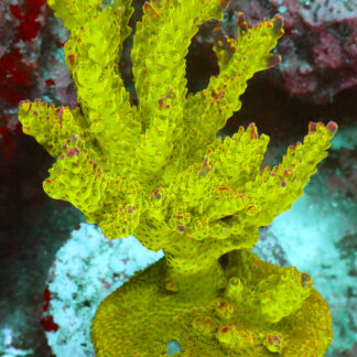 Acropora Natalensis-AK Lilac Queen. Elevate your reef with this stunning Acropora, featuring striking pink corallites, and mesmerizing pink to purple tips