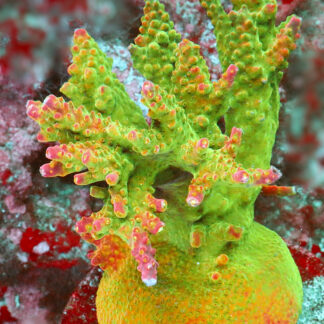 The AK Bubblebath Unicorn acropora has a bright red base, ruby red corallites, and bright red and pink tips with green and white polyps.