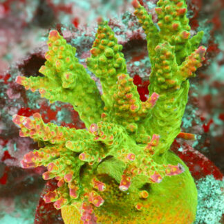 The AK Bubblebath Unicorn acropora has a bright red base, ruby red corallites, and bright red and pink tips with green and white polyps.