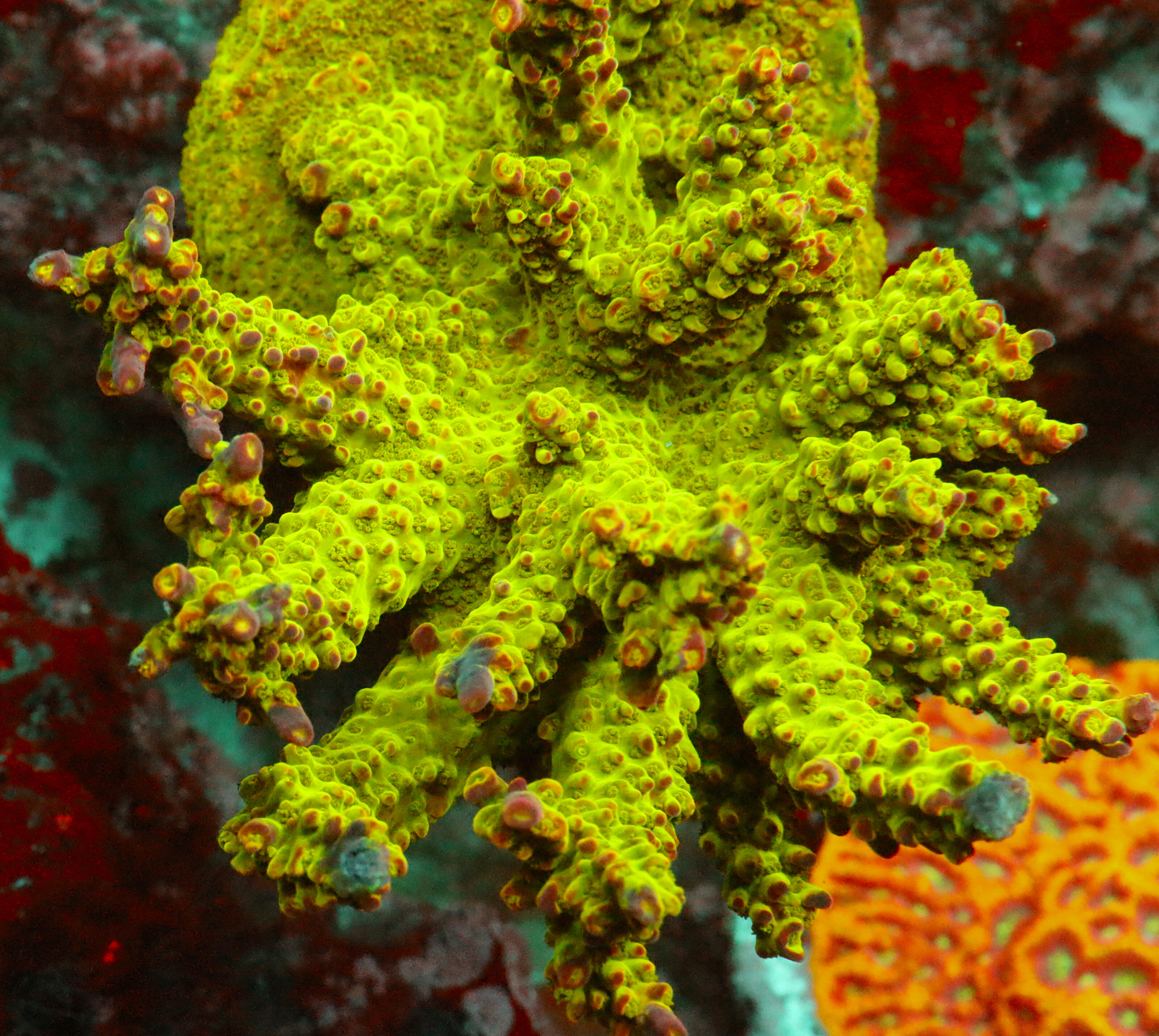 Acropora Natalensis-AK Lilac Queen. Elevate your reef with this stunning Acropora, featuring striking pink corallites, and mesmerizing pink to purple tips