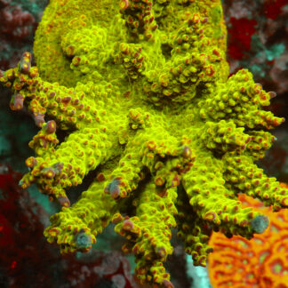 Acropora Natalensis-AK Lilac Queen. Elevate your reef with this stunning Acropora, featuring striking pink corallites, and mesmerizing pink to purple tips