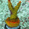 The AK Bubblebath Unicorn acropora has a bright red base, ruby red corallites, and bright red and pink tips with green and white polyps.