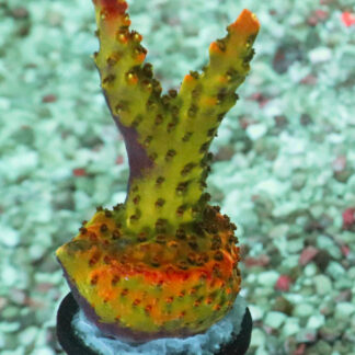 The AK Bubblebath Unicorn acropora has a bright red base, ruby red corallites, and bright red and pink tips with green and white polyps.