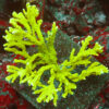 "Montipora stellata boasts a striking green base and branches, displaying captivating and distinctive growth patterns that set it apart."