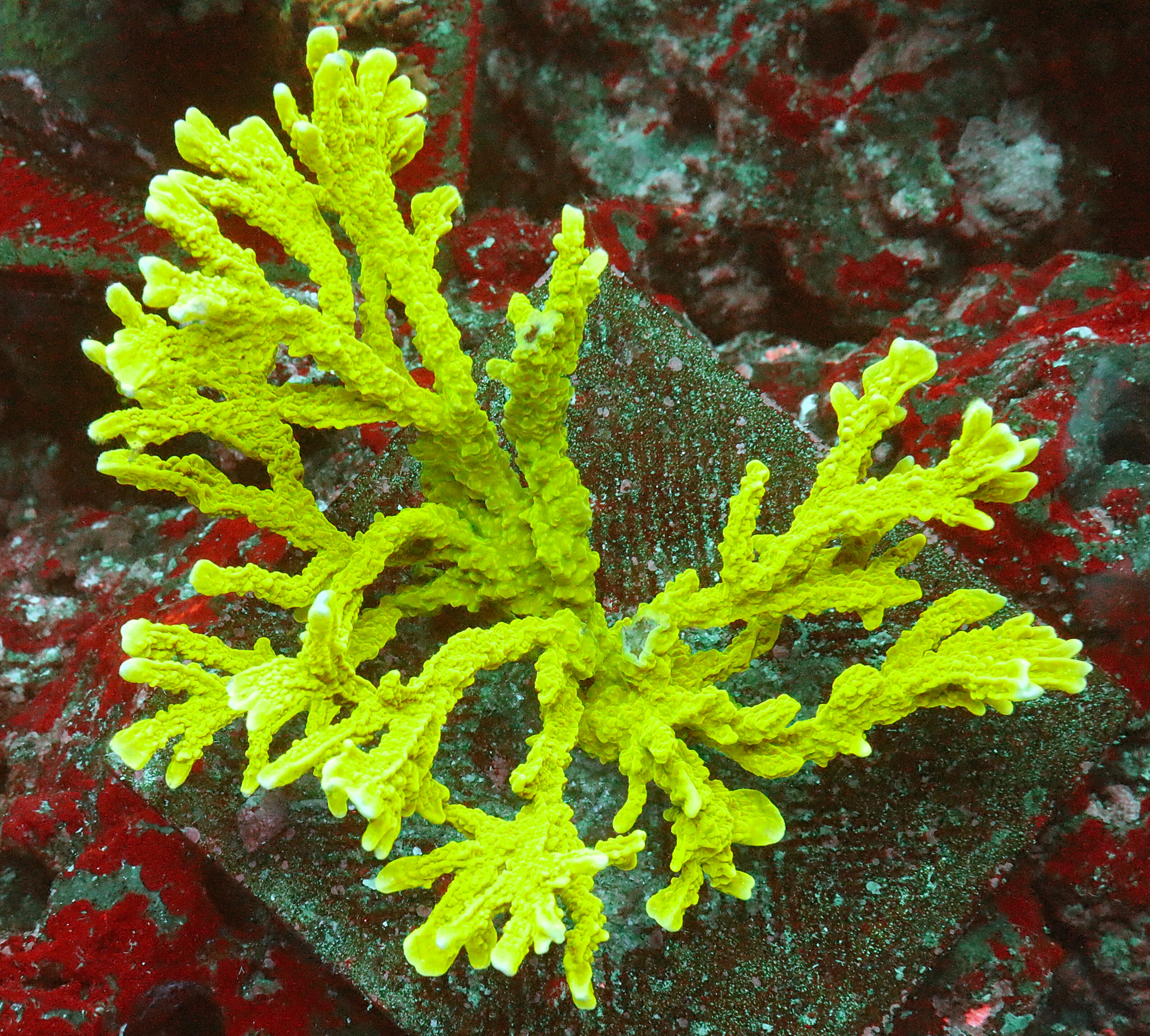 "Montipora stellata boasts a striking green base and branches, displaying captivating and distinctive growth patterns that set it apart."