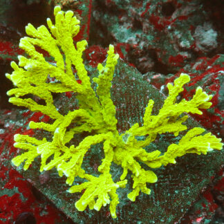 "Montipora stellata boasts a striking green base and branches, displaying captivating and distinctive growth patterns that set it apart."