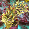 "OG Bali Shortcake. A stunning contrast of colors- It features a vivid green base, bold yellow branches, and eye-catching red polyps and tips."