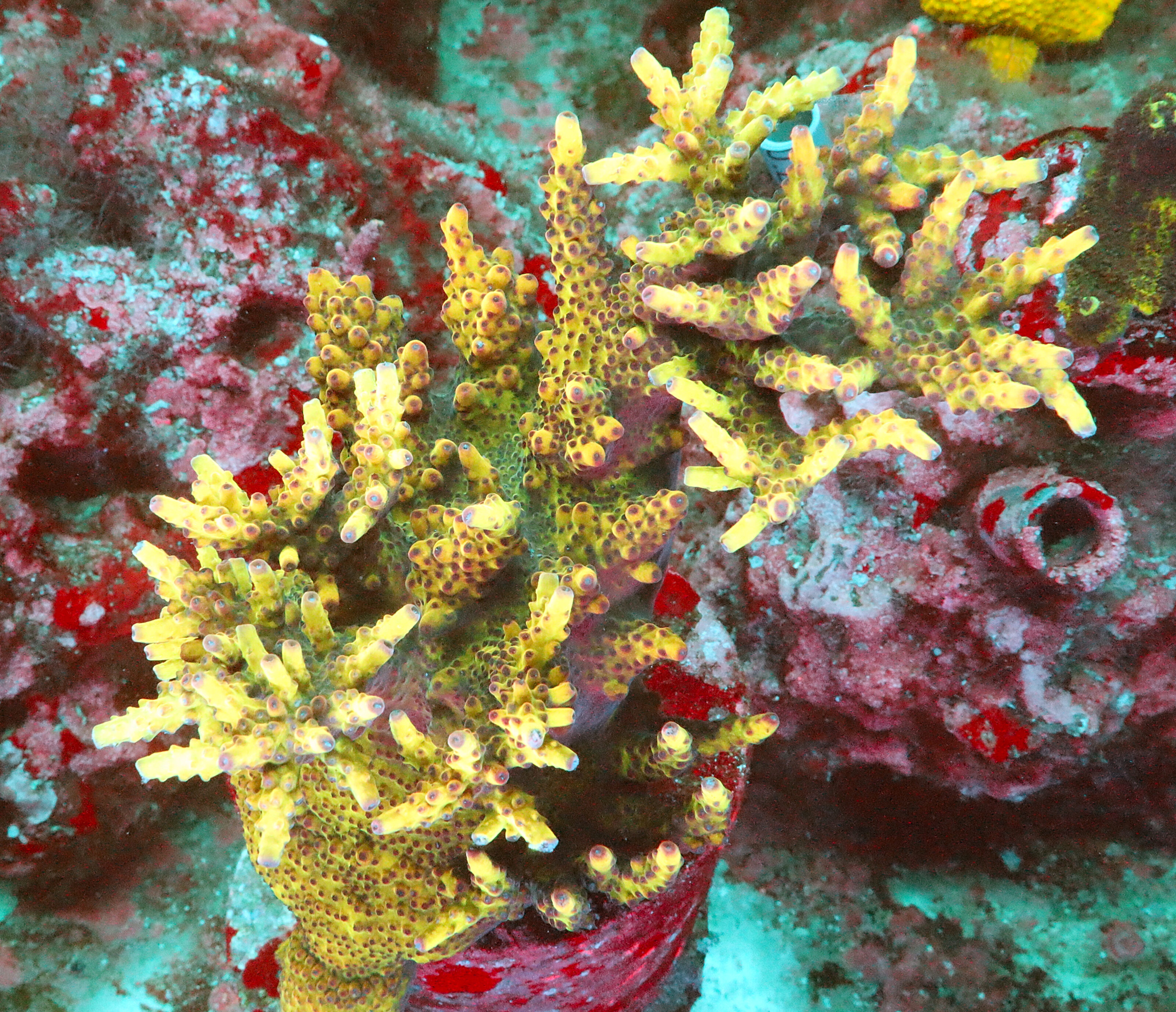 "OG Bali Shortcake. A stunning contrast of colors- It features a vivid green base, bold yellow branches, and eye-catching red polyps and tips."